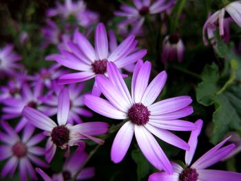 Close-up of purple flowers blooming outdoors