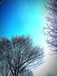 Low angle view of bare tree against blue sky
