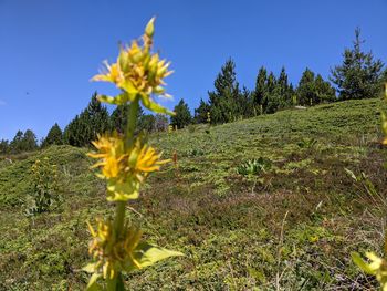Yellow flowering plants on field against clear sky
