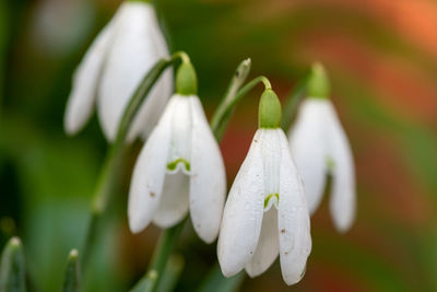 Close-up of white flowering plant