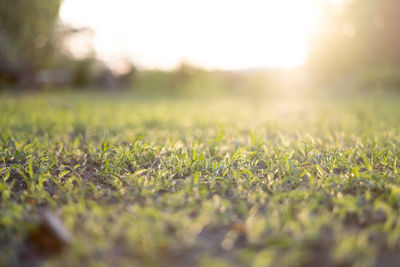 Close-up of grass