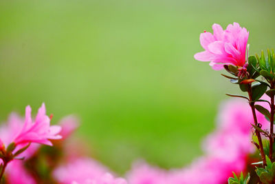 Close-up of pink flowering plant