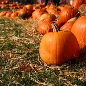 Pumpkins on field