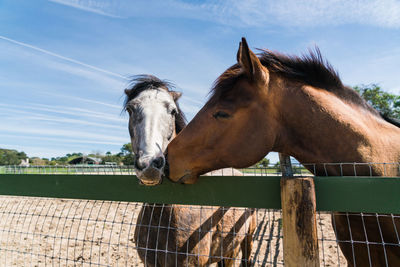 Close-up of horses by fence against sky