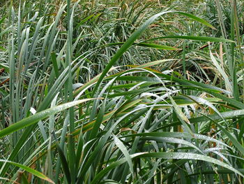 High angle view of grass growing on field