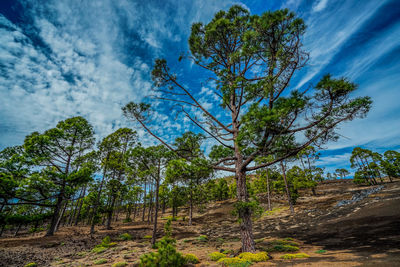 Low angle view of tree against sky