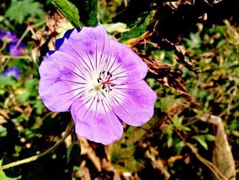 Close-up of purple flower blooming outdoors