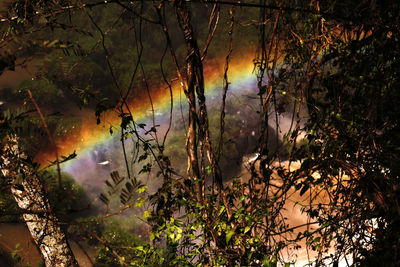 Close-up of trees in forest