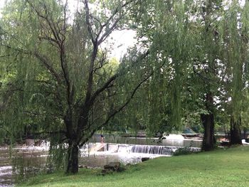 Trees in park