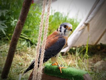 Close-up of bird perching on wood