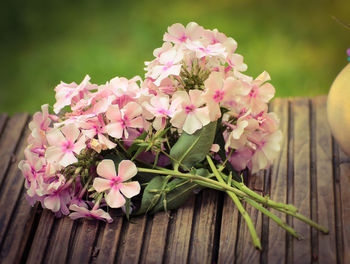 Close-up of pink flowering plant