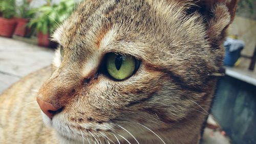 Close-up portrait of cat