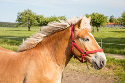 Close-up of horse on field against sky