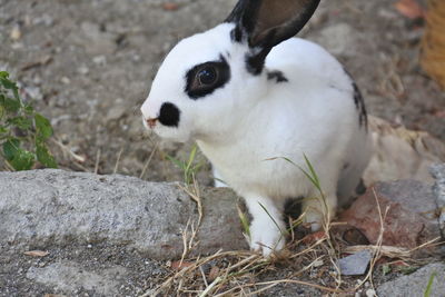 White rabbit in the front yard of the house