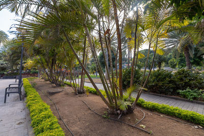 Palm trees by sidewalk in city