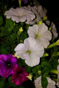 Close-up of purple flowering plants