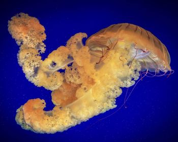 Close-up of jellyfish swimming in aquarium