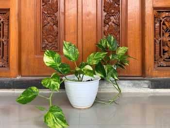 Potted plants against wall
