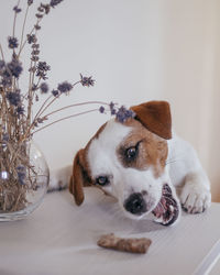 Close-up of a dog looking away