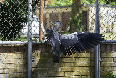 Side view of a bird flying in zoo