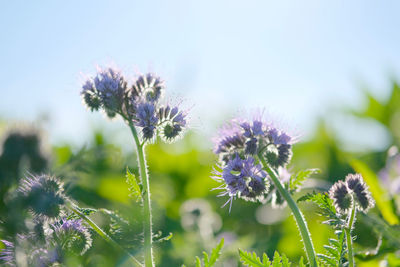 Close-up of purple flowering plant on field
