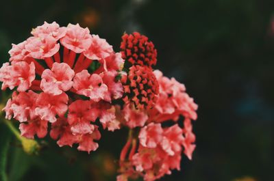 Close-up of pink roses blooming outdoors