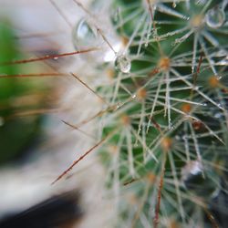 Close-up of spider on web