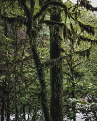 Low angle view of trees in forest