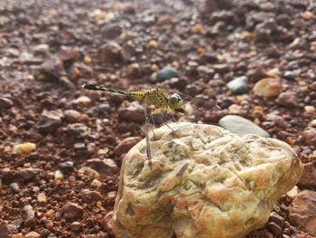 Close-up of insect on rock