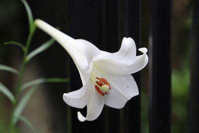 Close-up of white rose flower