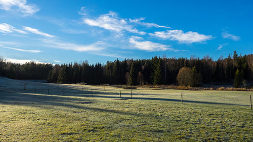 Trees on field against sky