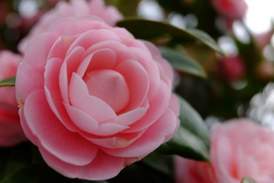 Close-up of pink rose