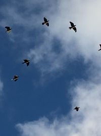 Low angle view of birds flying in sky