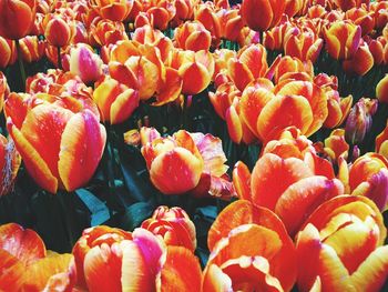 Full frame of red flowers