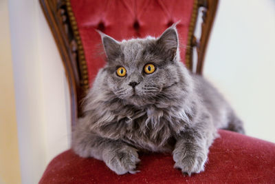 Close-up of gray cat with round yellow eyes