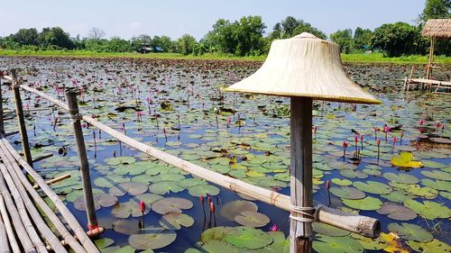 View of water lily in lake