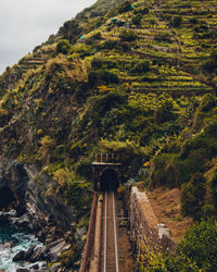 Railroad tracks amidst trees and plants