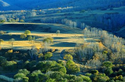 Scenic view of forest