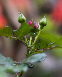 Close-up of purple flowering plant