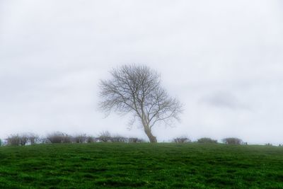 Tree on field against sky