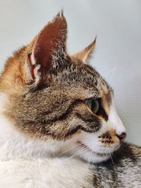 Close-up of a cat looking away