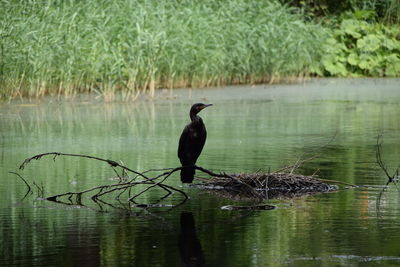 Bird in a lake