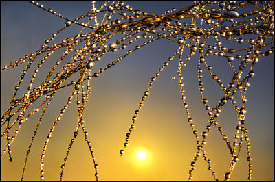 Low angle view of silhouette plants against sky during sunset