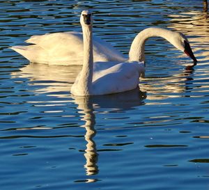 Swan swimming in lake