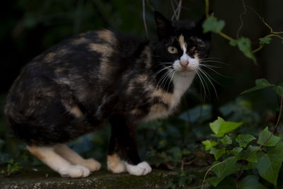 Close-up of a cat