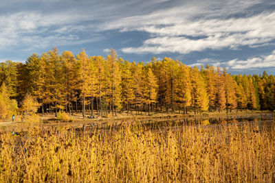 Scenic view of trees in forest against sky