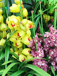 Close-up of fresh yellow flowers