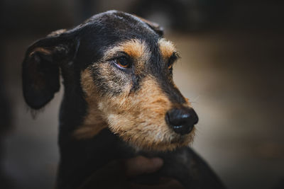 Close-up of puppy looking away