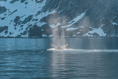 Close-up of swimming in sea