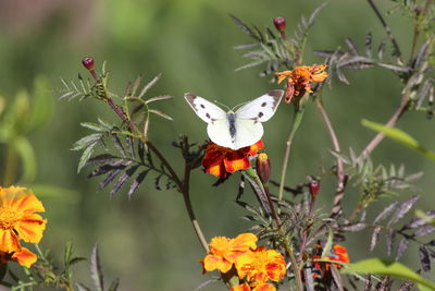 Close-up of butterfly pollinating on flower